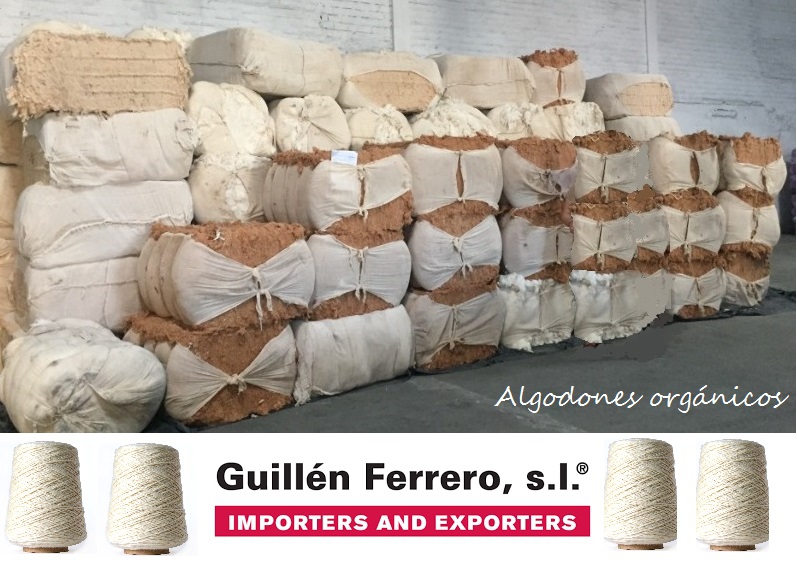 Guillén Ferrero, S.L. contínua y rápida ascensión en los mercados del algodón ecológico.