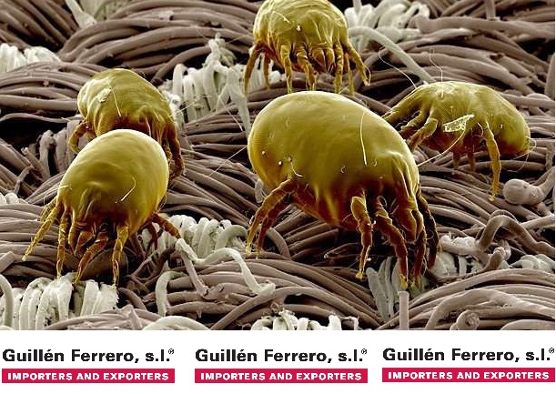 Guillén Ferrero, S.L. aporta nuevos tejidos con acabados cada vez más técnicos y especificos, esta vez acabados ANTI CHINCHES.